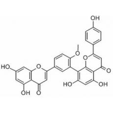 白果雙黃酮