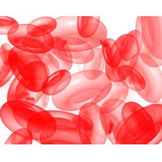 綠色熒光蛋白標(biāo)記人結(jié)直腸癌細(xì)胞；HCT116-GFP	